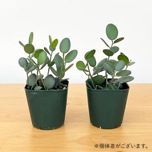 多肉植物 caクセロシキオス 緑の太鼓 グリー...の詳細画像3