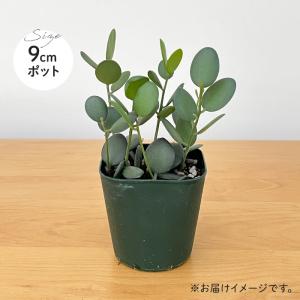 多肉植物 caクセロシキオス 緑の太鼓 グリー...の詳細画像4