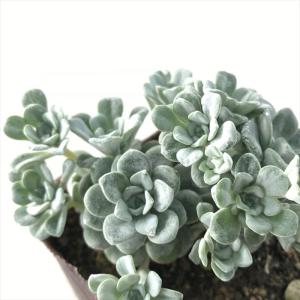 フラワーネット日本花キ流通 セダム サボテン 多肉植物 Yahoo ショッピング