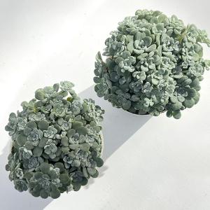 多肉植物 seセダム スパスリフォリウム ケー...の詳細画像2