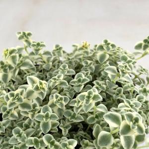 3#多肉植物アエオニウム錦❤️ハロウィン黄錦❤️ 1頭3-4子芽12-14cm拨き苗 3#多肉植物アエオニウム錦❤️ハロウィン黄錦❤️ 1頭3-4子芽