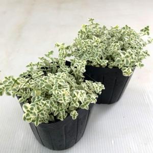 多肉植物 seクラッスラ リトルミッシー 多肉...の詳細画像1