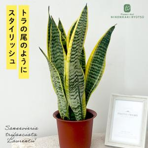 サンスベリア・ローレンチ4号鉢 観葉植物 マイナスイオンで空気清浄