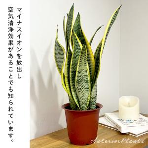 観葉植物 サンスベリア・ローレンチ 4号鉢 マ...の詳細画像1