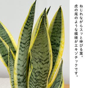 観葉植物 サンスベリア・ローレンチ 4号鉢 マ...の詳細画像2