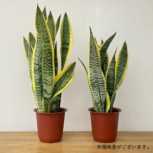 観葉植物 サンスベリア・ローレンチ 4号鉢 マ...の詳細画像3