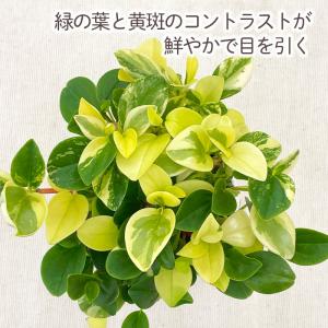 観葉植物 cot ペペロミア グラベラ 3.5...の詳細画像1