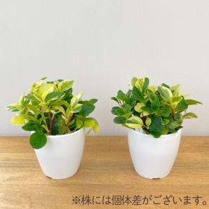 観葉植物 cot ペペロミア グラベラ 3.5...の詳細画像2