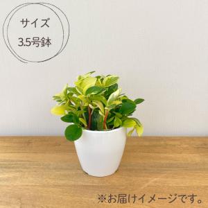 観葉植物 cot ペペロミア グラベラ 3.5...の詳細画像3