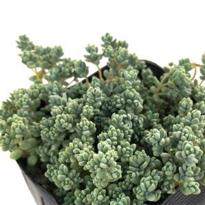 日本花キ流通 多肉植物 seセダム アクレ アウレウム エレガンス 9cm