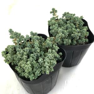 多肉植物 seセダム ダシフィルム 多肉植物 ...の詳細画像1