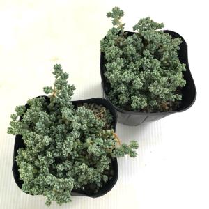 多肉植物 seセダム ダシフィルム 多肉植物 ...の詳細画像2