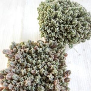 多肉植物 seセダム ダシフィルム 多肉植物 ...の詳細画像3