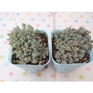 多肉植物 seセダム ダシフィルム 多肉植物 ...の詳細画像4