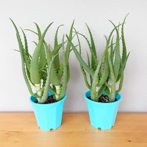 観葉植物 キダチアロエ 5号鉢 アロエ 木立ア...の詳細画像1