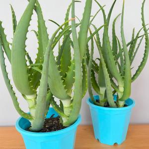 観葉植物 キダチアロエ 5号鉢 アロエ 木立ア...の詳細画像3