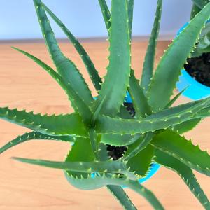 観葉植物 キダチアロエ 5号鉢 アロエ 木立ア...の詳細画像4