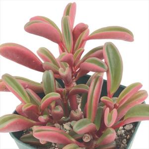 日本花キ流通 多肉植物 caアエオニウム ブロンズメダル錦 多肉植物