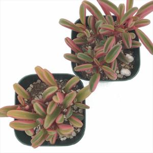 多肉植物 caペペロミア グラベオレンス 多肉...の詳細画像2