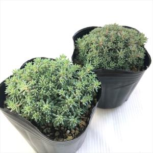 多肉植物 seセダム ヒスパニカム プルプレア...の詳細画像1