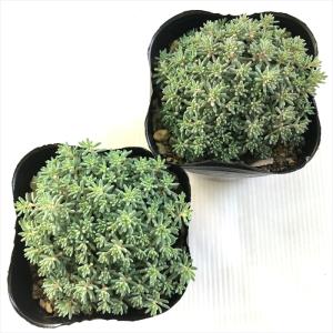 多肉植物 seセダム ヒスパニカム プルプレア...の詳細画像2