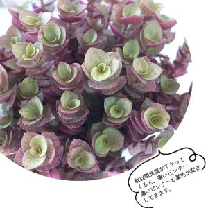 観葉植物 お部屋でかんたん 桜色カリシア 3....の詳細画像1