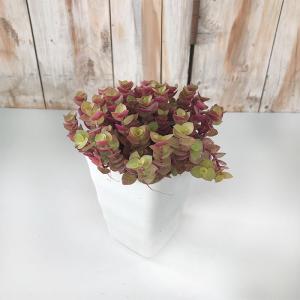 観葉植物 お部屋でかんたん 桜色カリシア 3....の詳細画像2