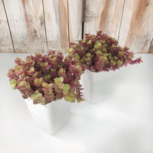 観葉植物 お部屋でかんたん 桜色カリシア 3....の詳細画像3