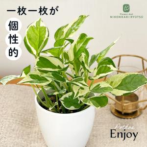観葉植物 cot ポトス エンジョイ 3.5号鉢 観葉植物 小型 小さい 室内 贈り物 プレゼント インテリア おしゃれ