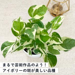 観葉植物 cot ポトス エンジョイ 3.5号...の詳細画像1