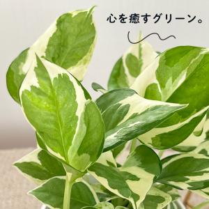 観葉植物 cot ポトス エンジョイ 3.5号...の詳細画像2