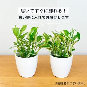 観葉植物 cot ポトス エンジョイ 3.5号...の詳細画像3