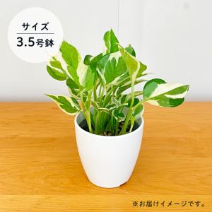 観葉植物 cot ポトス エンジョイ 3.5号...の詳細画像4