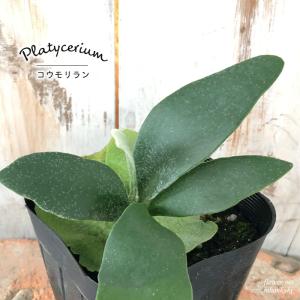 観葉植物 コウモリラン ビカクシダ ビフルカツム...の商品画像