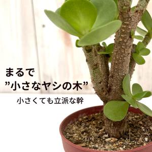 多肉植物 caポーチュラカ モロコエンシス モ...の詳細画像1