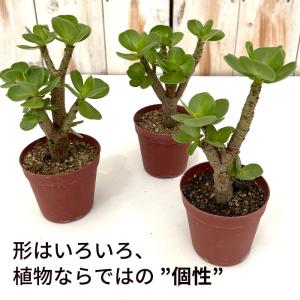 多肉植物 caポーチュラカ モロコエンシス モ...の詳細画像2