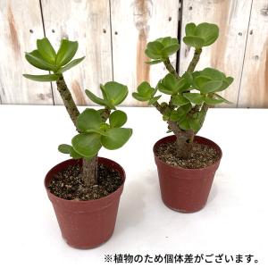 多肉植物 caポーチュラカ モロコエンシス モ...の詳細画像3