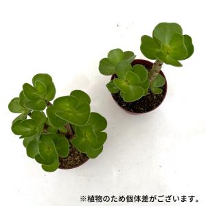 多肉植物 caポーチュラカ モロコエンシス モ...の詳細画像4