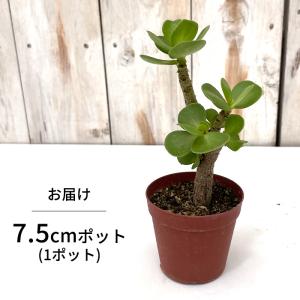 多肉植物 caポーチュラカ モロコエンシス モ...の詳細画像5