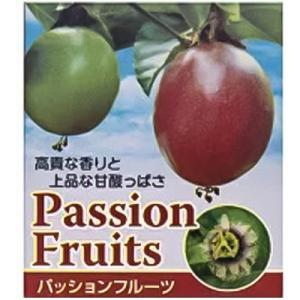 パッションフルーツ 苗 3〜3.5号ポット クダモノトケイソウ