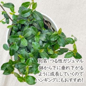 観葉植物 cot フィカス シャングリラ つる...の詳細画像1