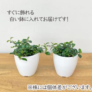 観葉植物 cot フィカス シャングリラ つる...の詳細画像2