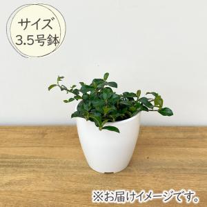 観葉植物 cot フィカス シャングリラ つる...の詳細画像3