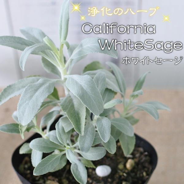 カリフォルニア ホワイトセージ 苗 9cmポット スマッジング 宿根草 ガーデニング ハーブ苗 He...