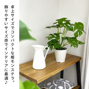 観葉植物 姫モンステラ ヒメモンステラ ペルツ...の詳細画像1