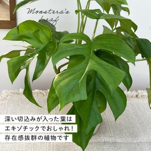 観葉植物 姫モンステラ ヒメモンステラ ペルツ...の詳細画像2