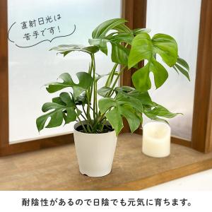 観葉植物 姫モンステラ ヒメモンステラ ペルツ...の詳細画像3