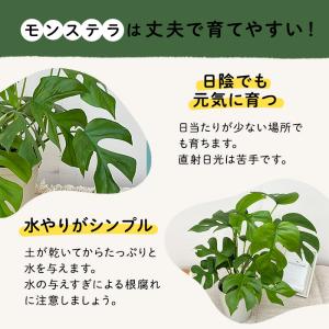 観葉植物 姫モンステラ ヒメモンステラ ペルツ...の詳細画像5