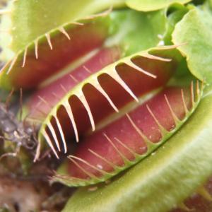 特大食虫植物 品種おまかせハエとり草(ハエトリソ...の商品画像
