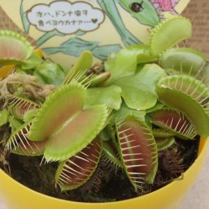 特大食虫植物 品種おまかせハエとり草(ハエトリ...の詳細画像1